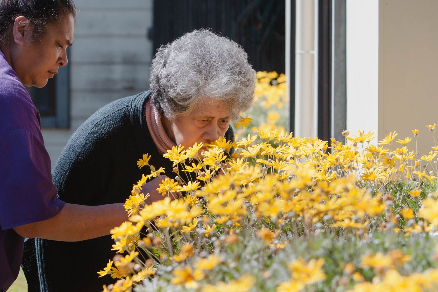 Yellow flowers bloom brightly in an outdoor garden setting with sunlight filtering through.