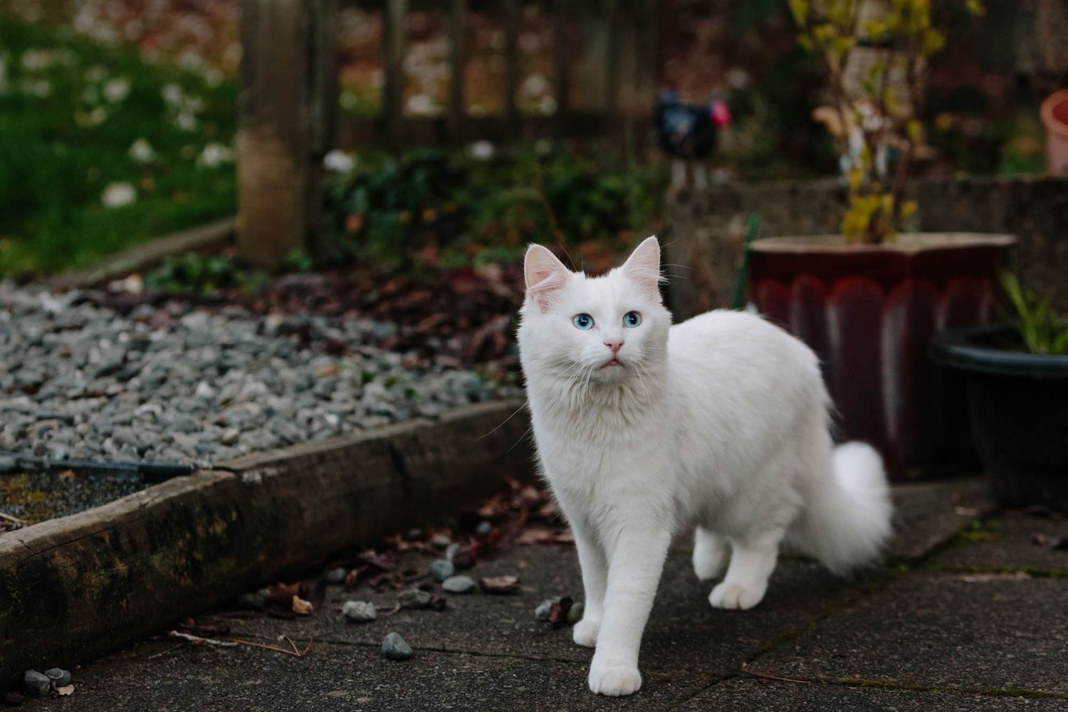 White fluffy cat exploring outdoor garden path and stone surfaces.