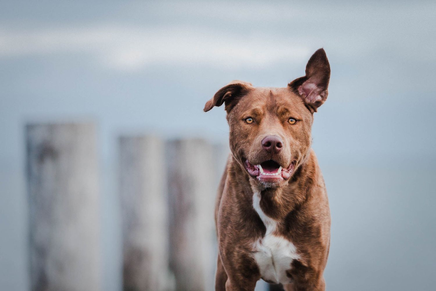 Brown and white pit bull mix running energetically with water in background.