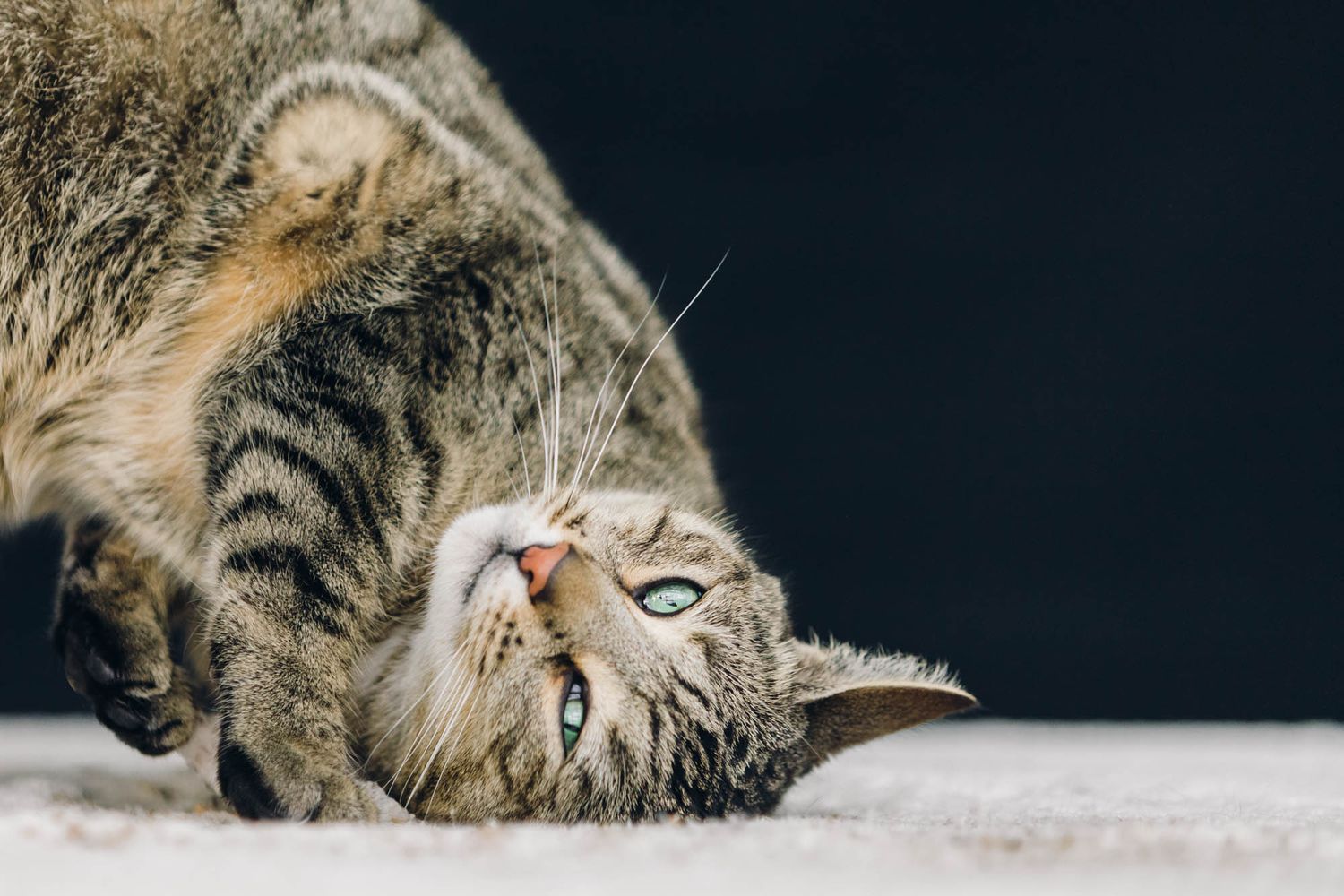Sleepy tabby cat with whiskers and closed eyes laying down.
