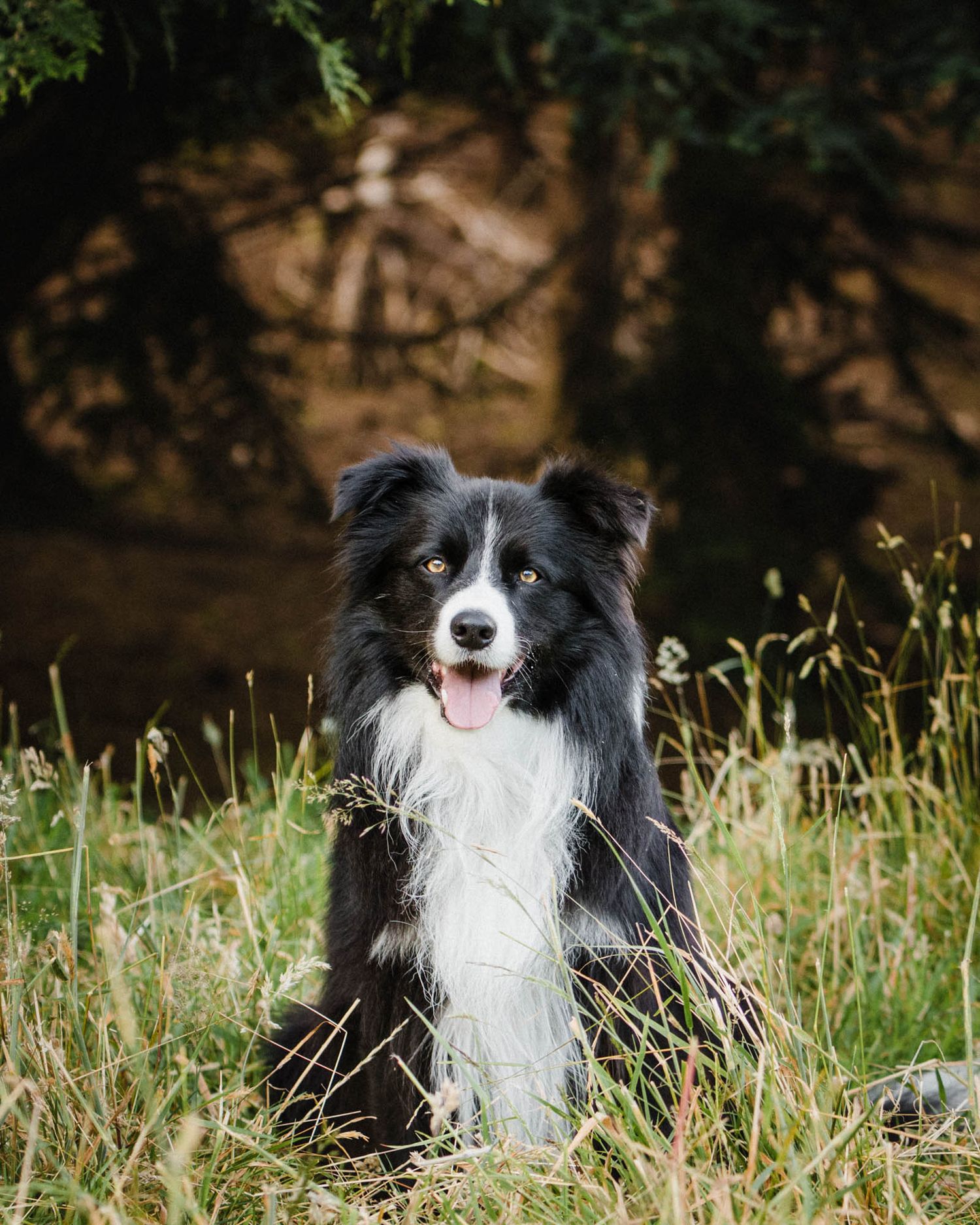 Border Collie with black and white fur sitting in tall grass.
