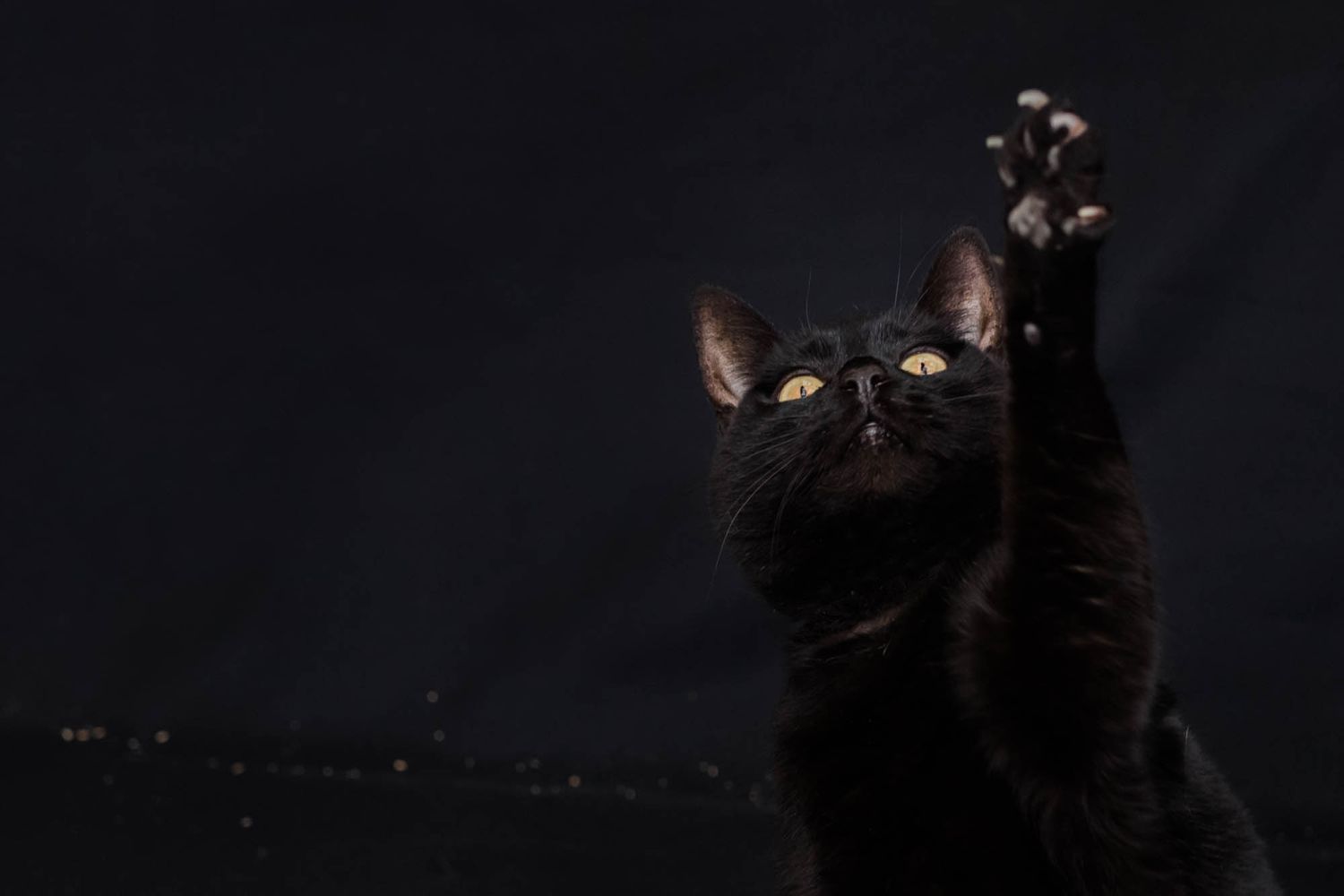 Black cat against a dark background.