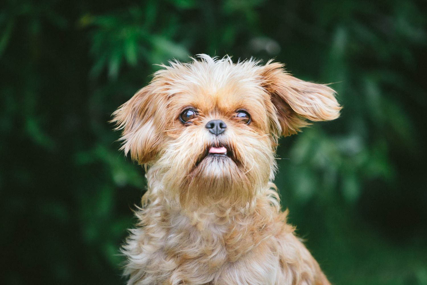 Scruffy terrier mix with tan fur looking upward against green background.