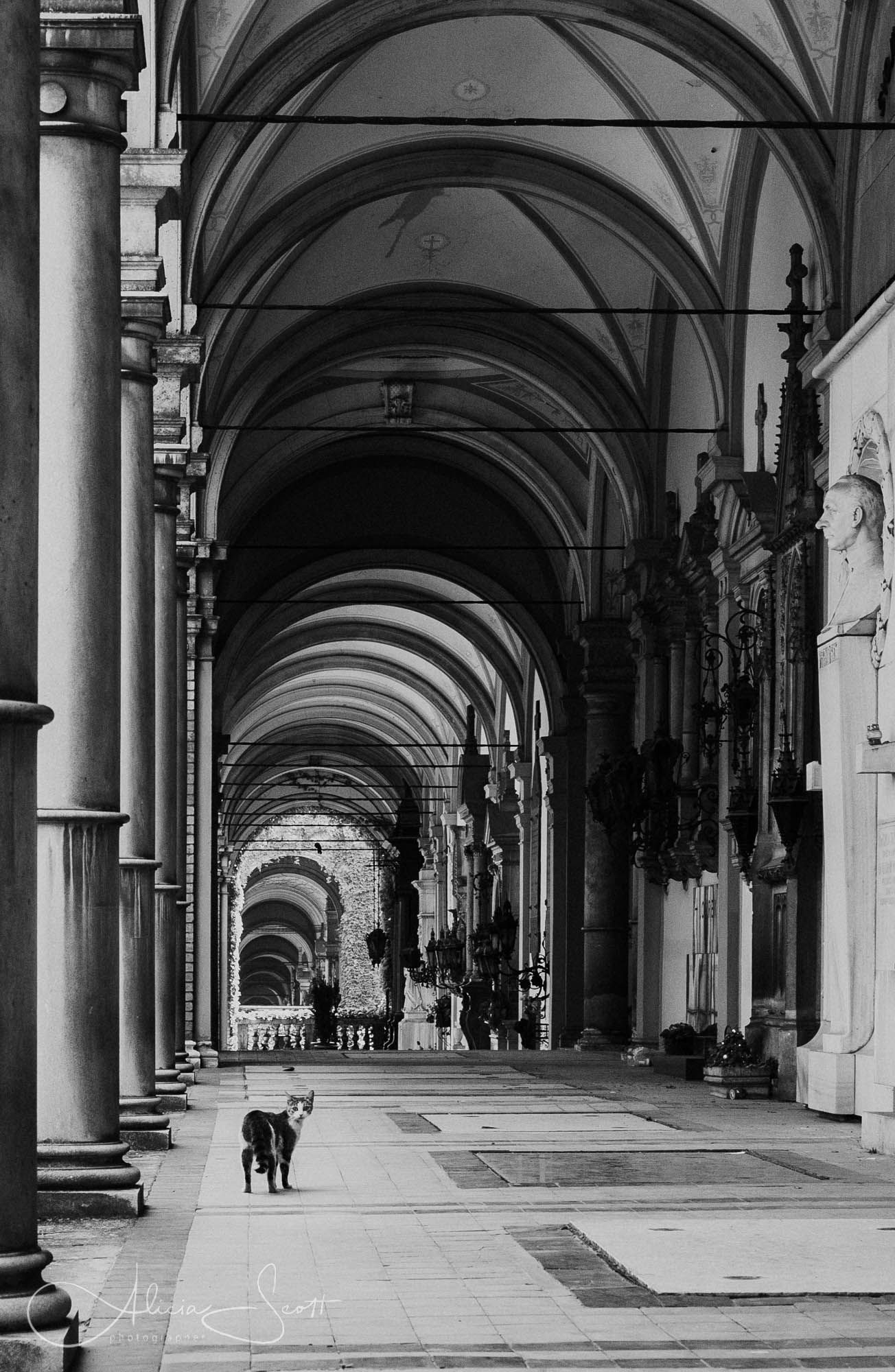 Black and white photo of a cat standing alone in a grand arched colonnade corridor in Mirogoj Cemetery in Zagreb, Croatia.