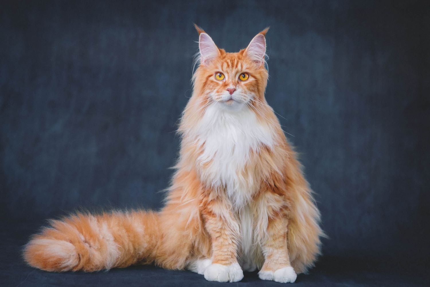 Majestic orange Maine Coon cat with fluffy fur against dark background.