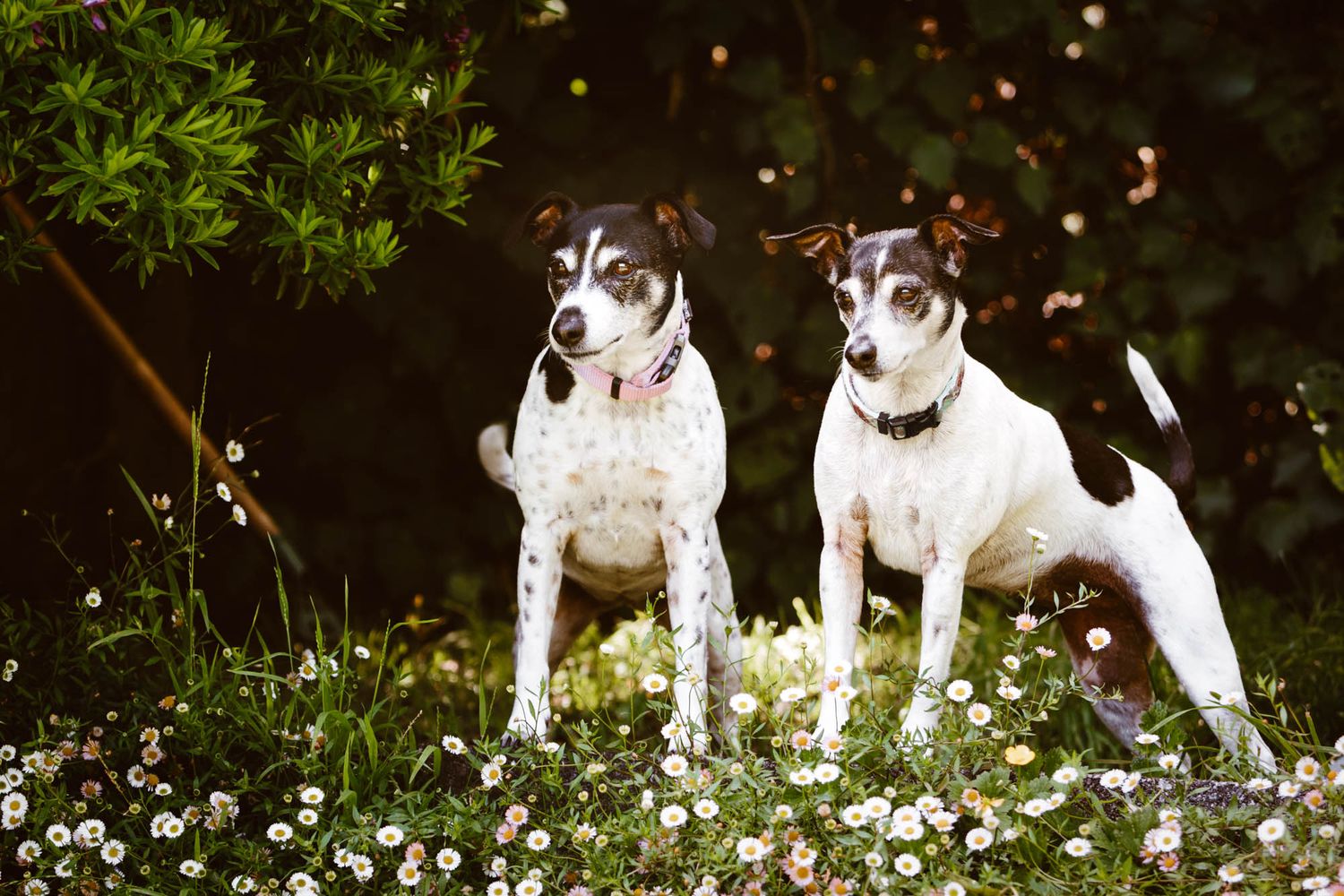 Two spotted Jack Russell Terriers standing alert in flower-filled garden.