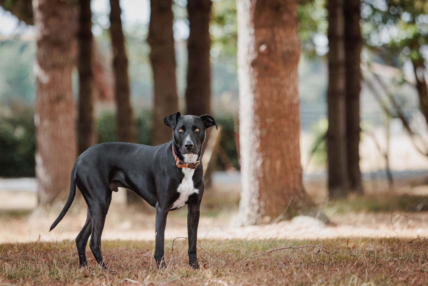 Black dog standing among pine trees in forest setting.