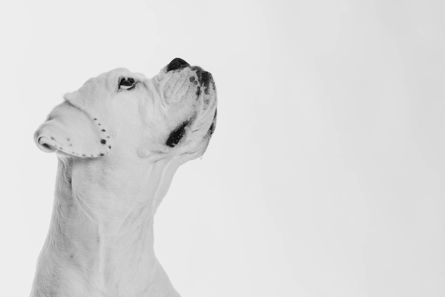 High key portrait of white dog looking up against light background.