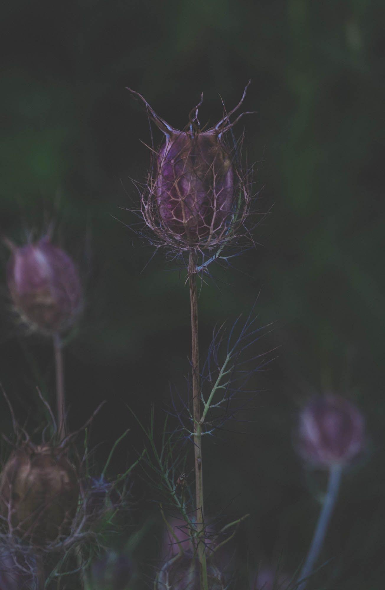 Purple thistle flowers bloom against a dark blurred natural background in moody lighting.