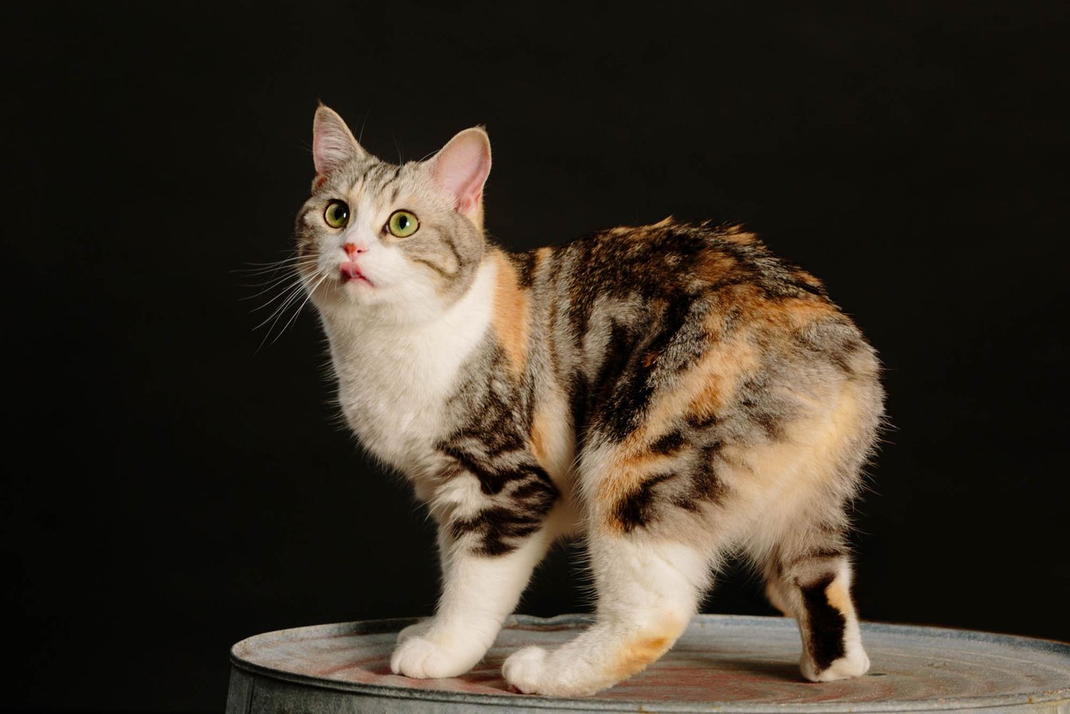 Calico cat resting on dark surface with dramatic studio lighting.