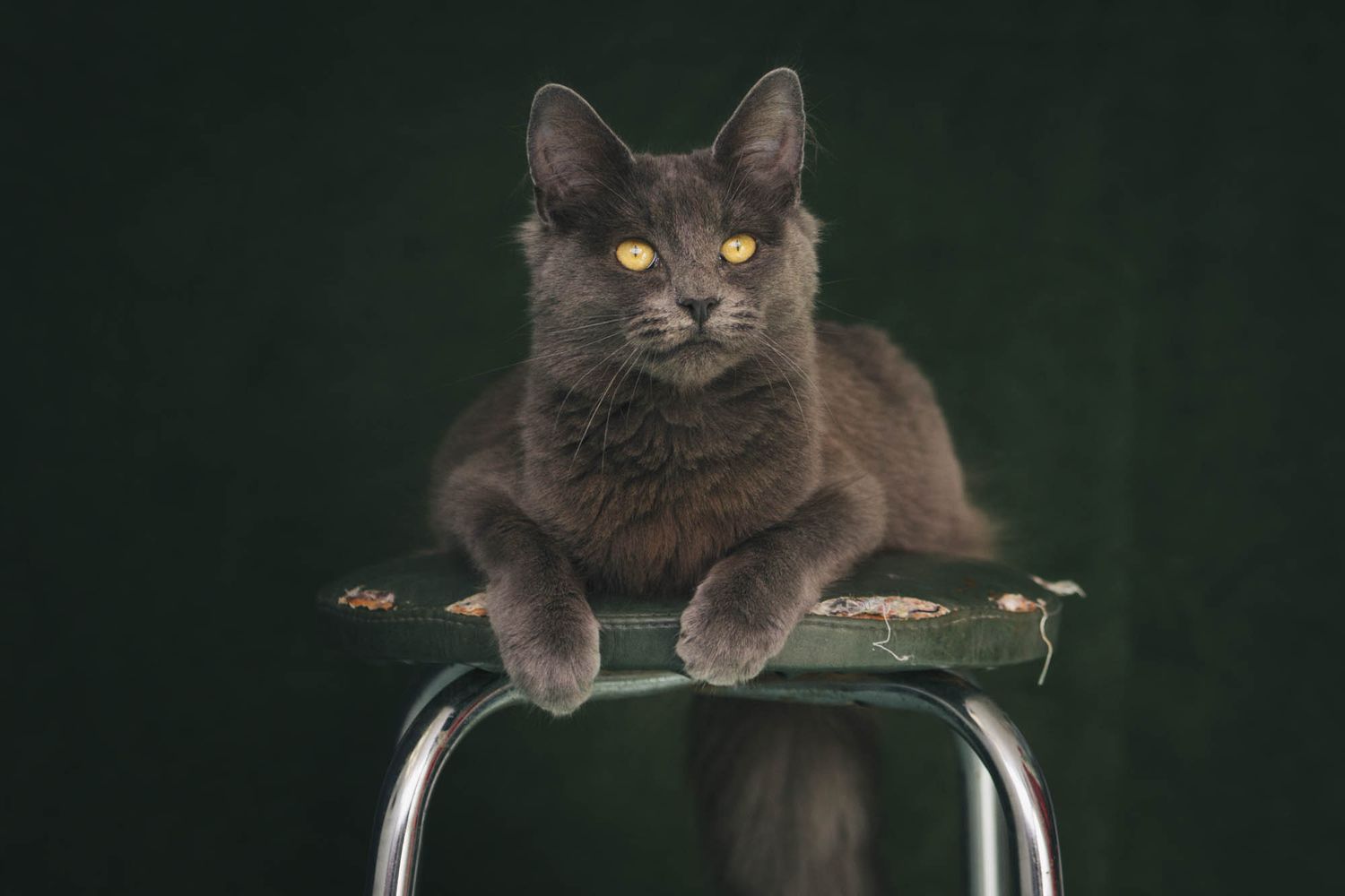 Cat lounging on dark furniture in moody lighting.