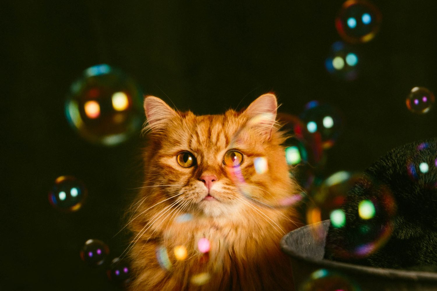 Orange cat peeking through colorful bubbles in dark setting.