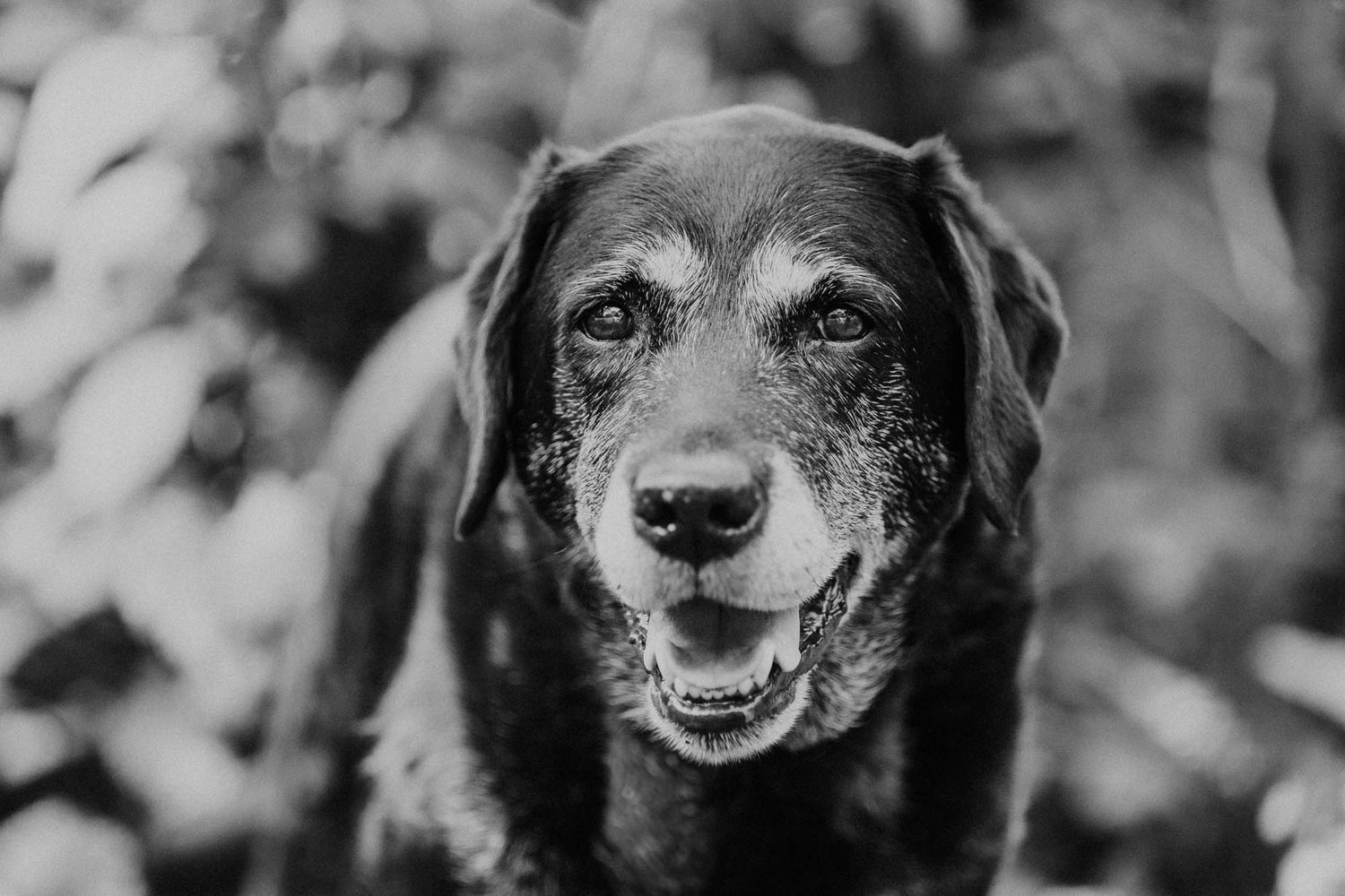 Black and white portrait of a dog with expressive eyes looking at the camera.