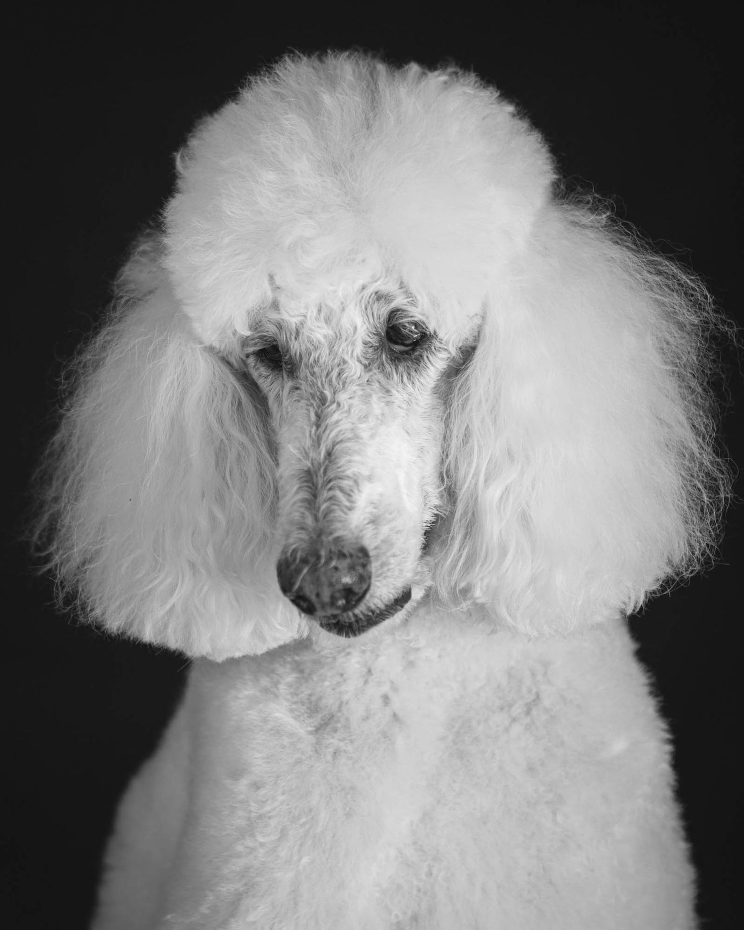 Elegant white standard poodle in dramatic black and white studio portrait.