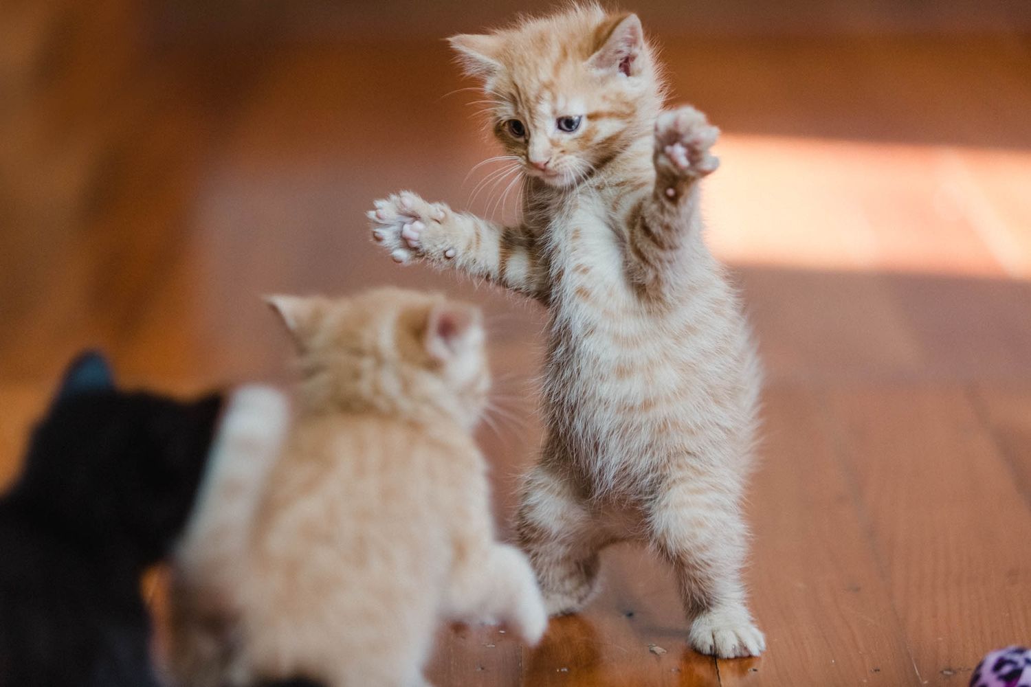 Multiple kittens playing together on a wooden floor in warm lighting.
