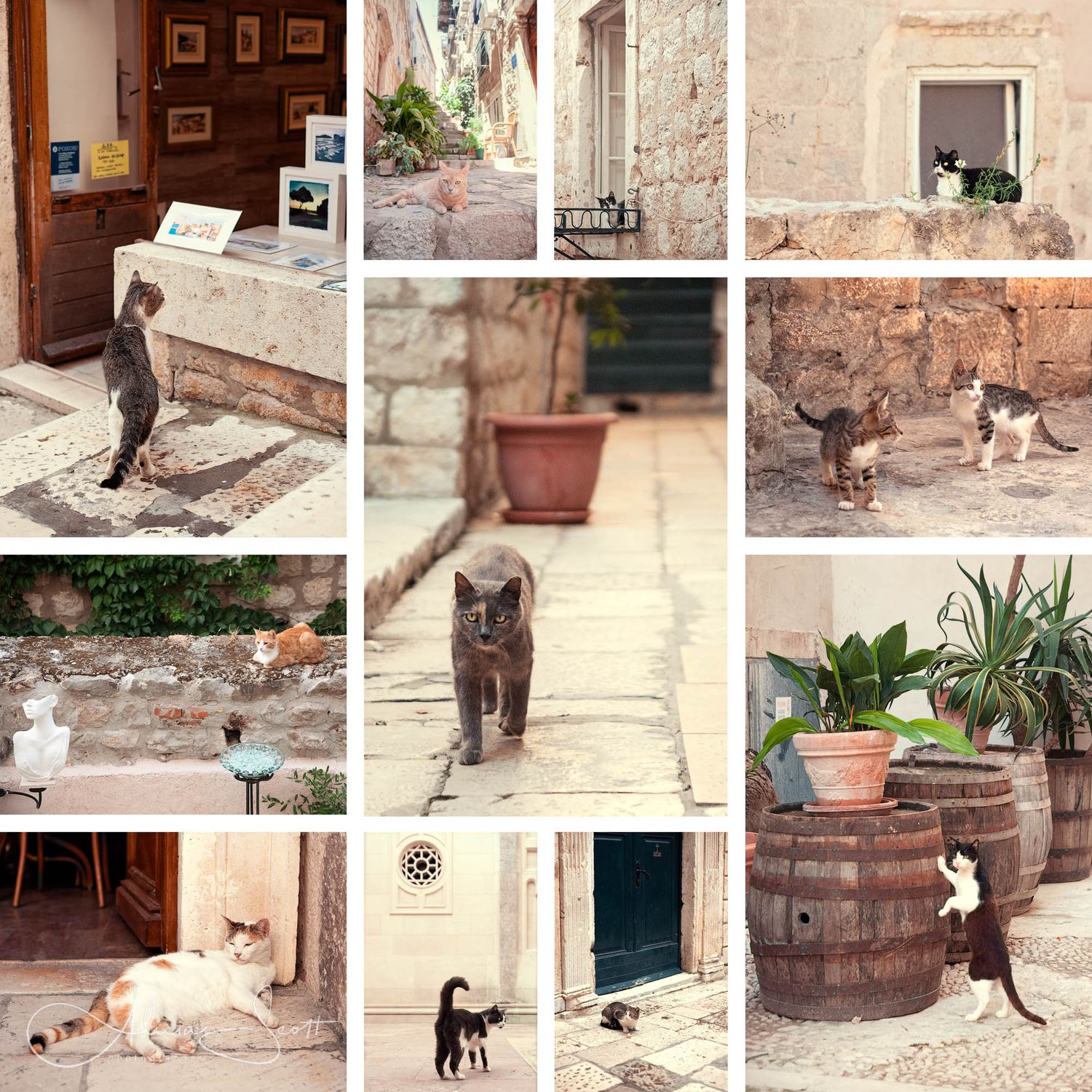 A collage of eleven photos featuring stray cats exploring rustic stone streets, doorways, and courtyards in Dubrovnik, Croatia.