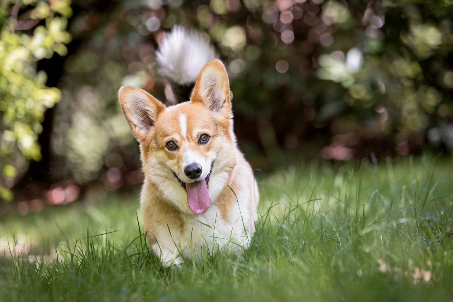 Corgi dog lying in green grass with flowers in the background.