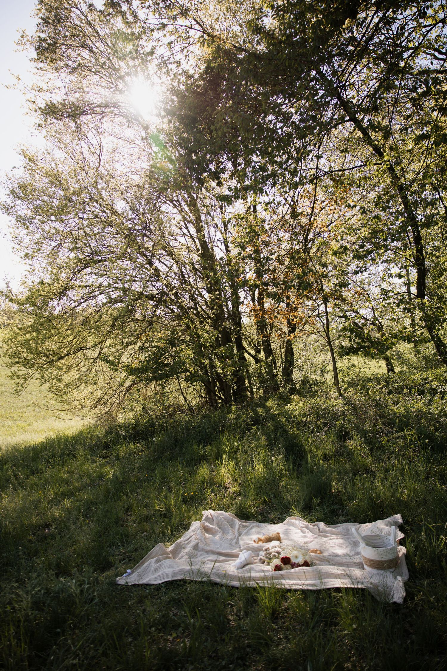 Weite Aufnahme einer Picknickdecke unter großen Bäumen mit Sonnenstrahlen, perfekt für ein natürliches Familienshooting.