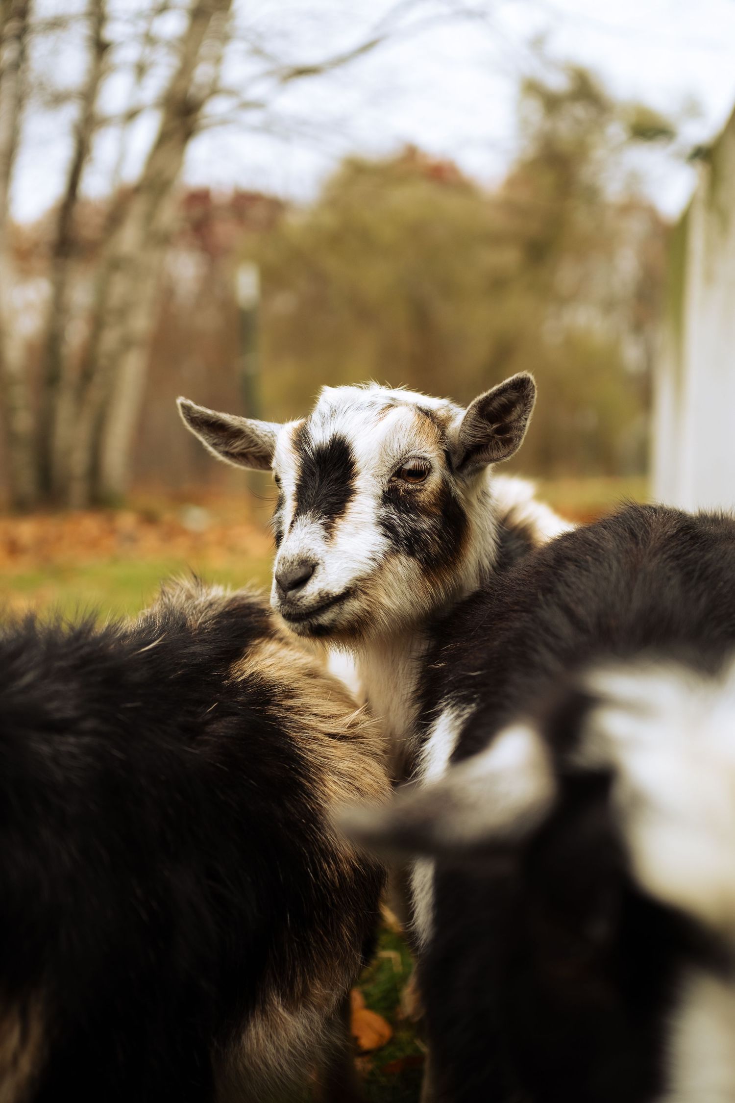 Close-up sequence of a black and white Nigerian Dwarf goat looking to the side in an outdoor setting.