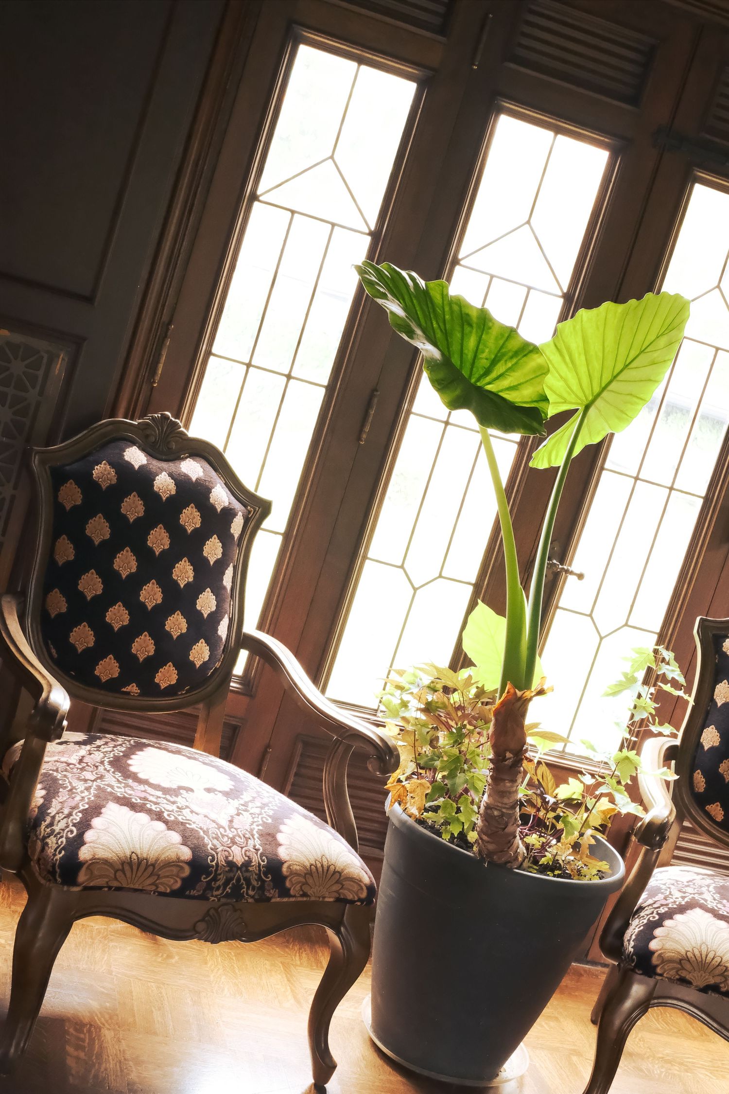 Elegant antique chairs with patterned upholstery sit beside a large potted tropical plant near bright windows.