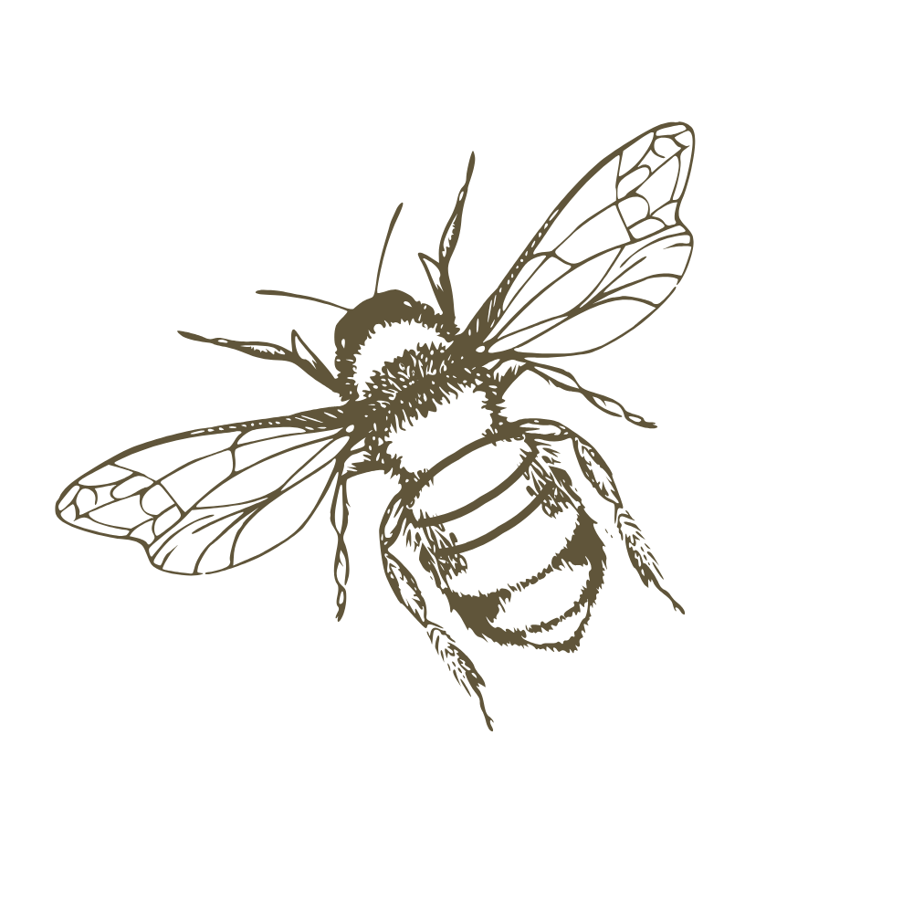 Detailed vintage engraving-style illustration of a honey bee with intricate wing veins and striped abdomen on white background.