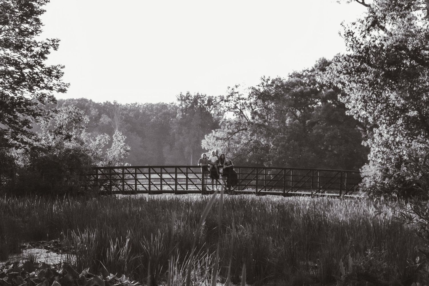 A panoramic view of a wooden footbridge crossing over wetlands with trees and vegetation in black and white.