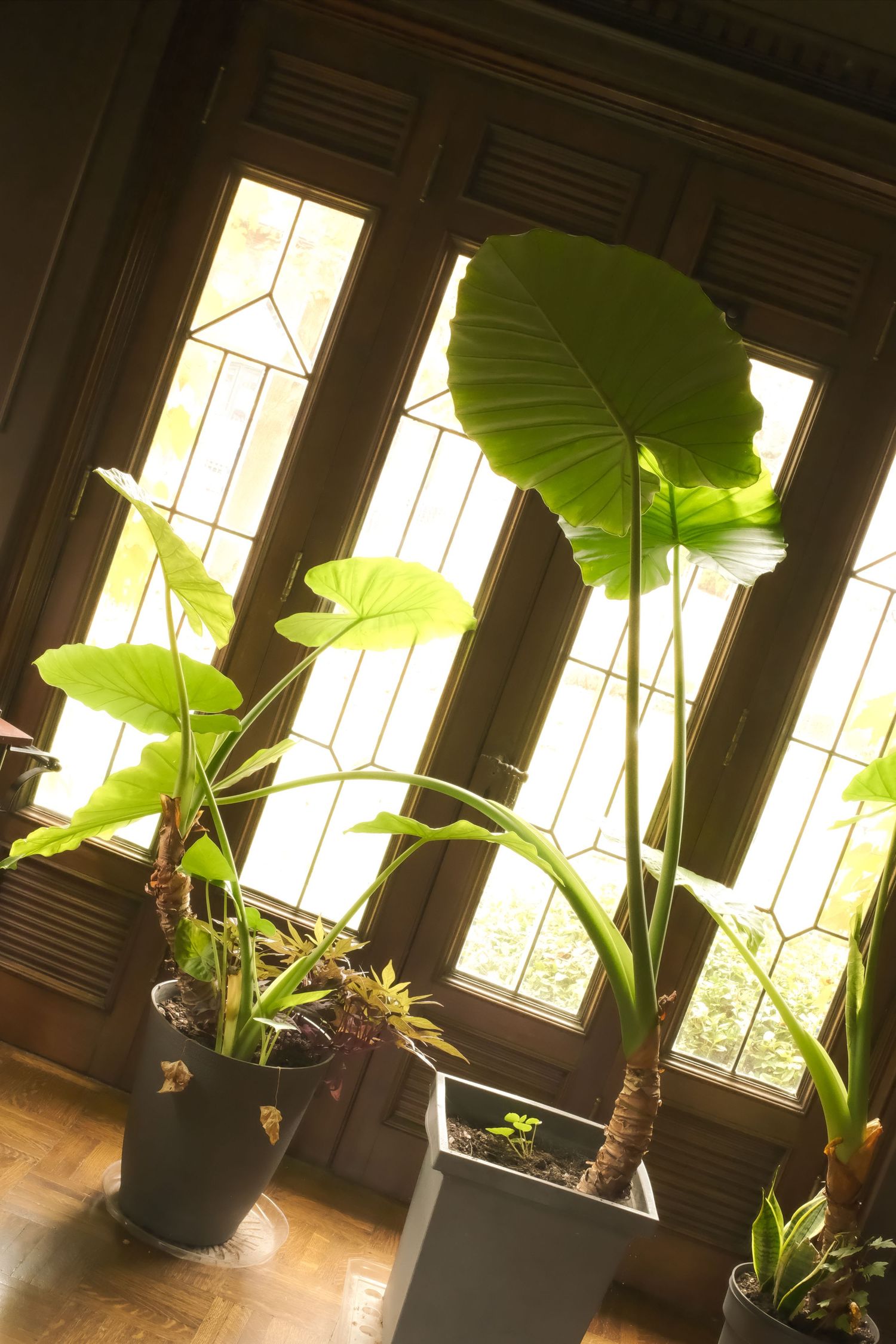Large tropical plants with broad green leaves sit in pots near sunlit windows creating a natural indoor ambiance.