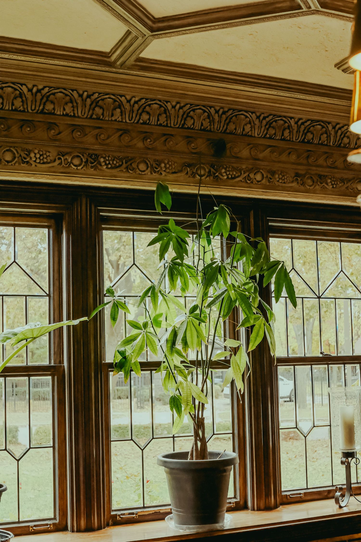 Money tree plant in gray pot on windowsill of ornate Victorian room with leaded glass windows and carved wood trim.