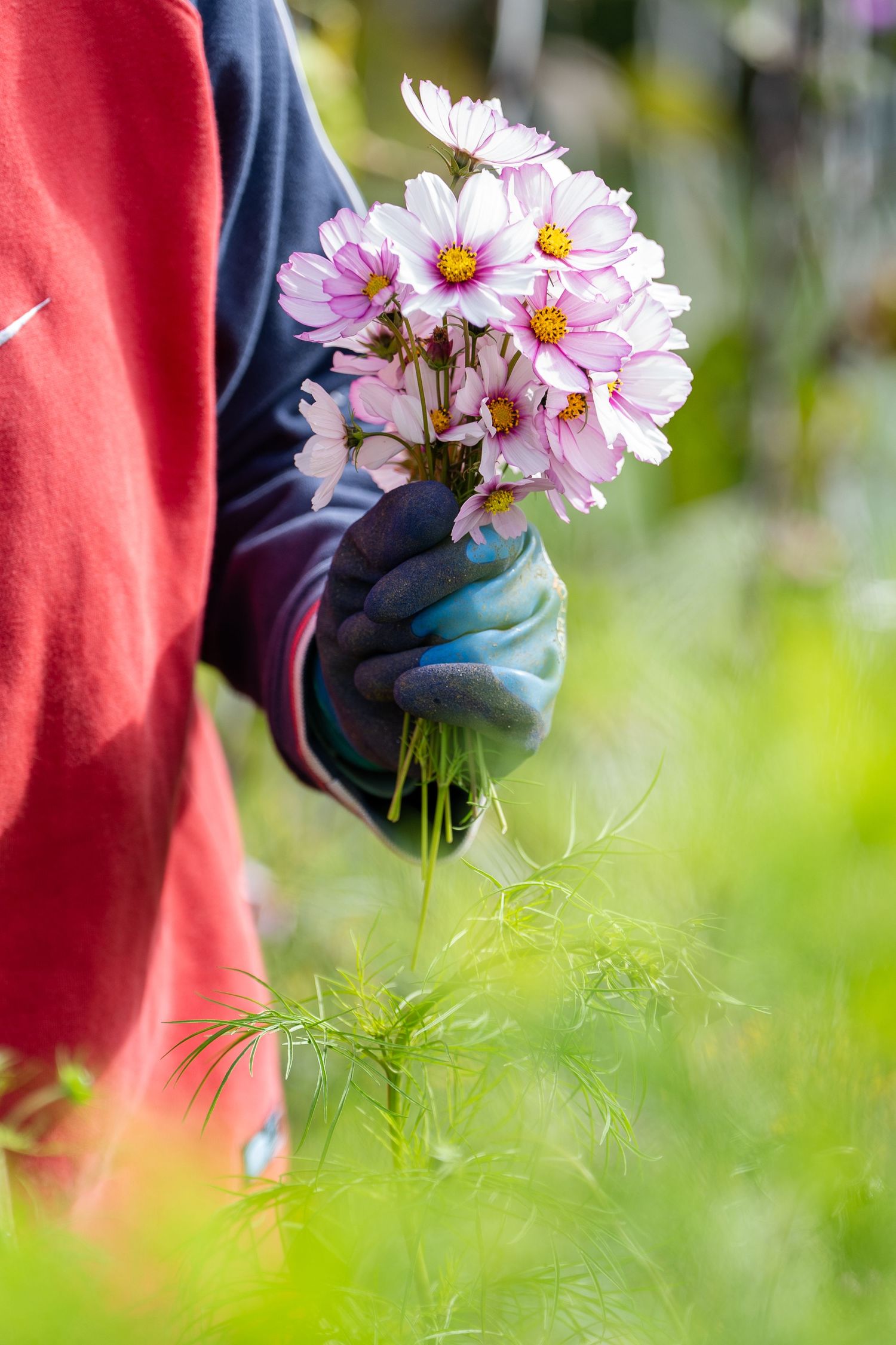 Hands holding a freshly cut bunch of flowers