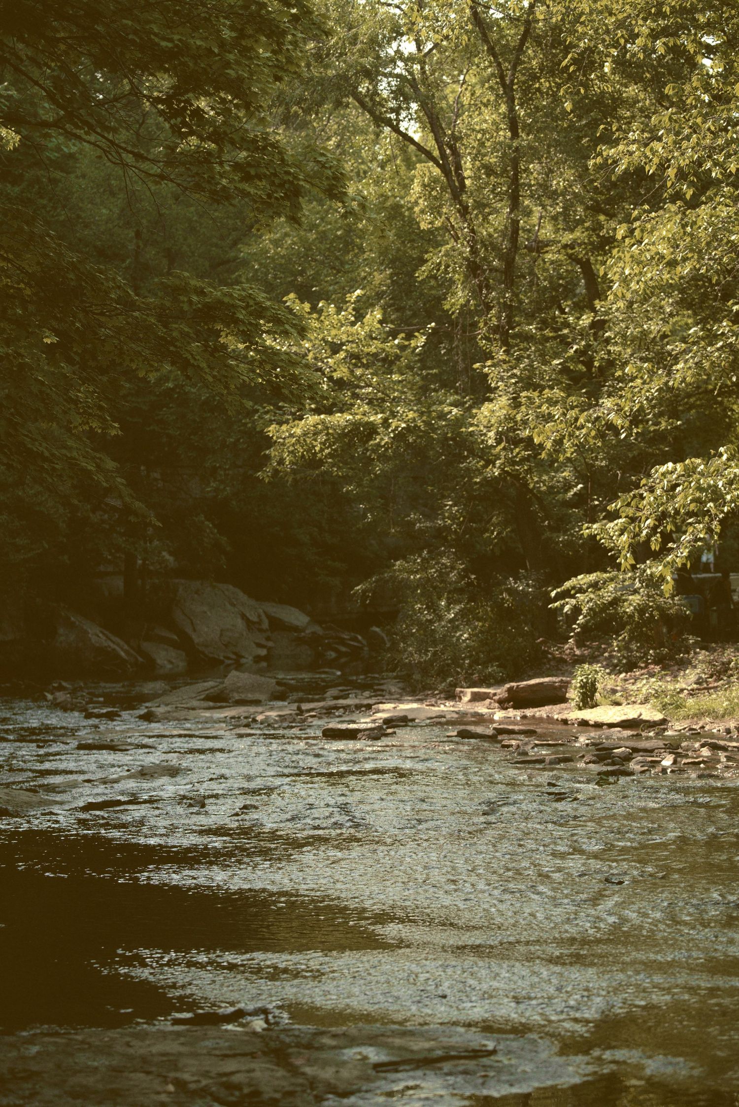 Sunlight filters through trees along a peaceful forest stream with rocky outcrops and shallow flowing water.