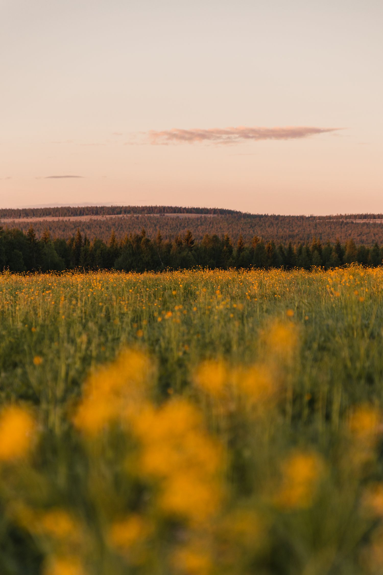 Midnight Sun in Rovaniemi