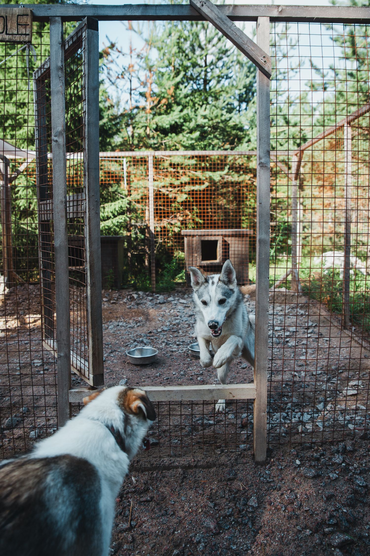 summer huskies