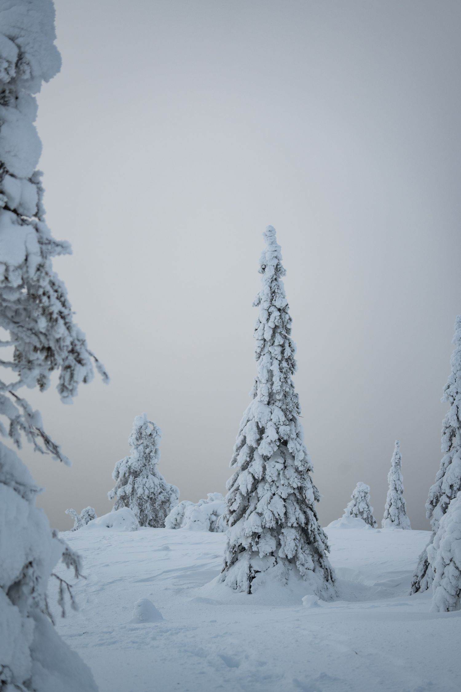 Riisitunturi National park, snowy trees.
