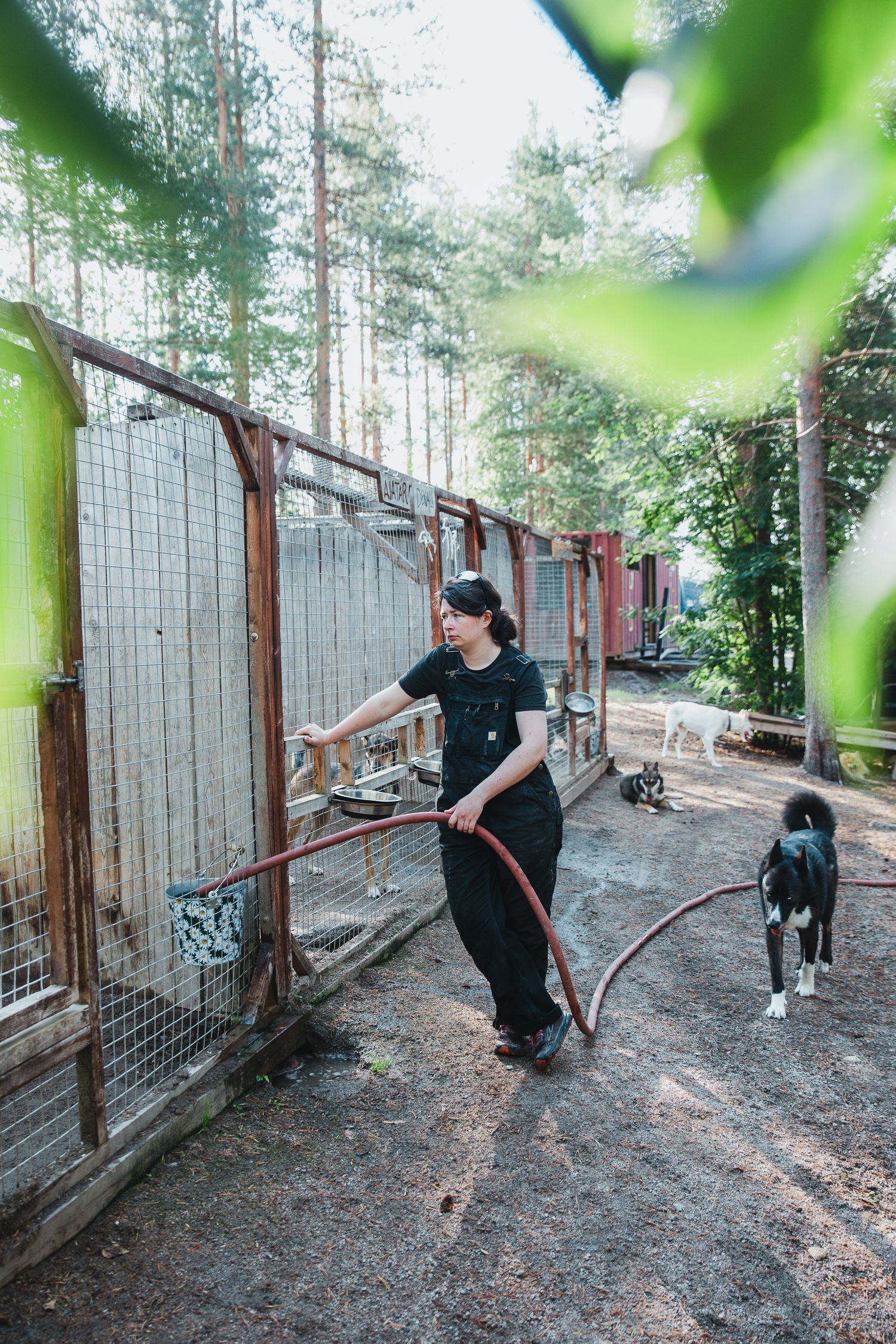 husky farm work done during the summer