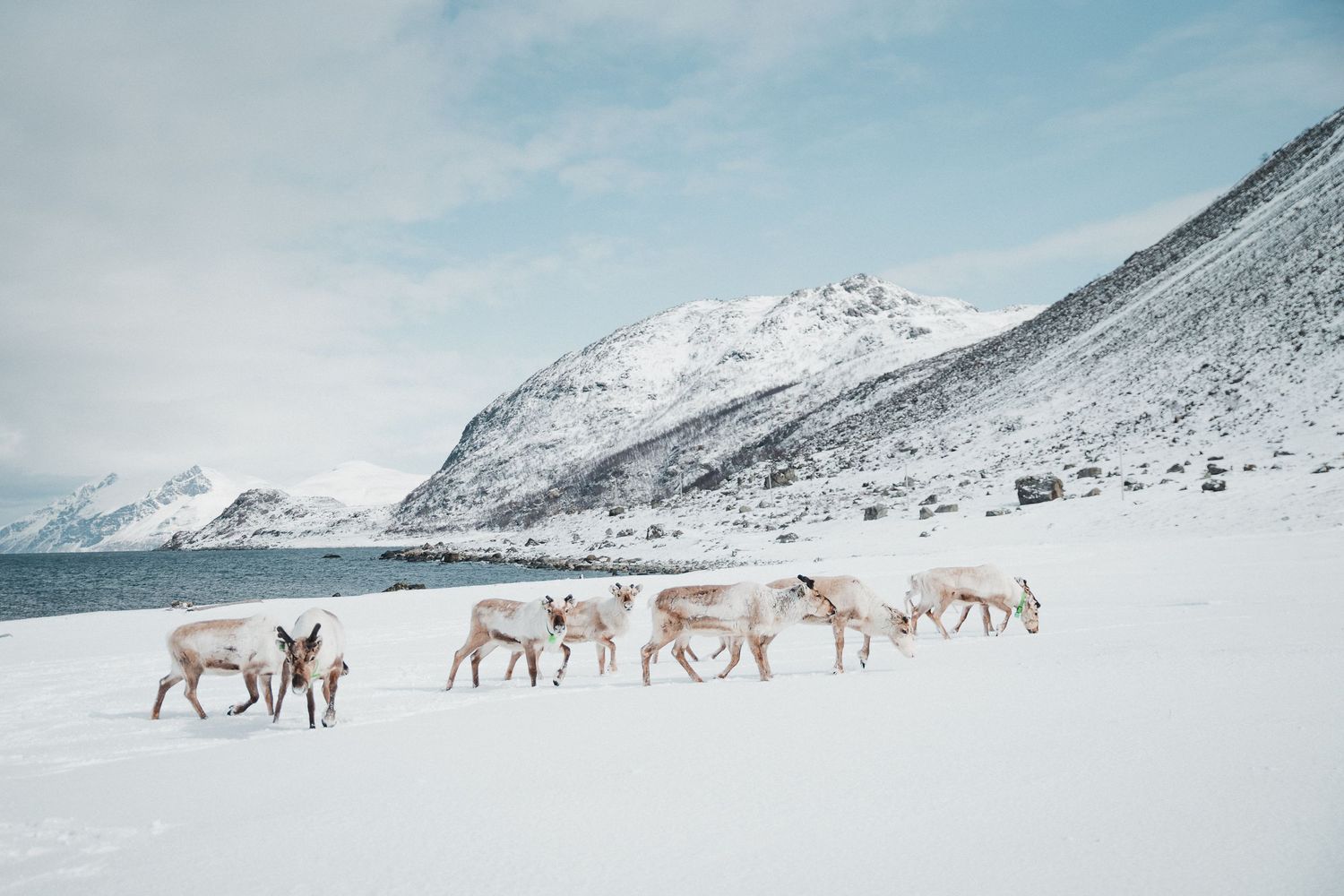 Reindeer in Norway