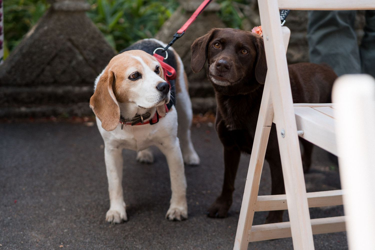 A beagle and chocolate Labrador on leashes standing near white chairs at an outdoor event.