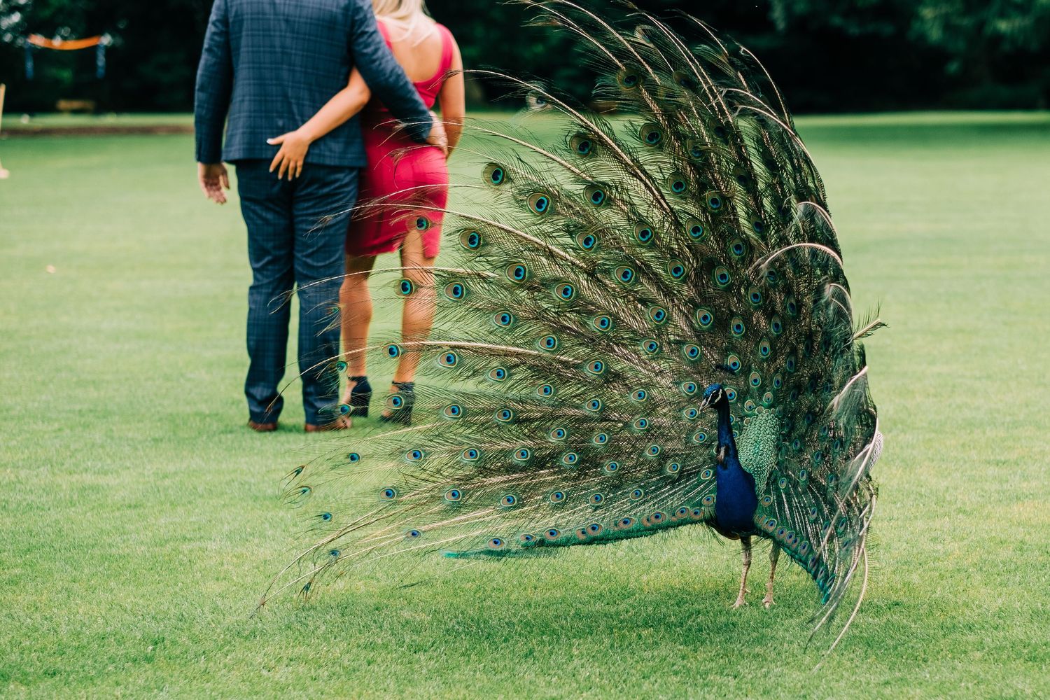 A peacock struts across a lush green lawn at an outdoor event.