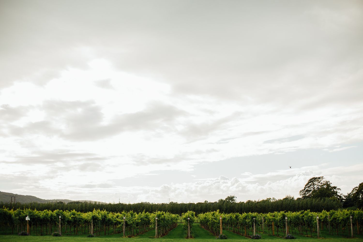 Rows of lush green grapevines stretch across a vineyard under a cloudy sky with rolling hills in the background.