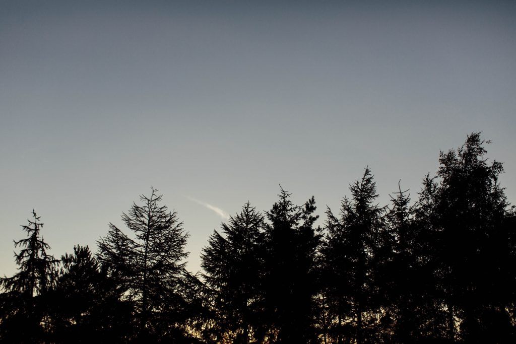 Silhouette of pine trees against a dusky sky creating a dark treeline.