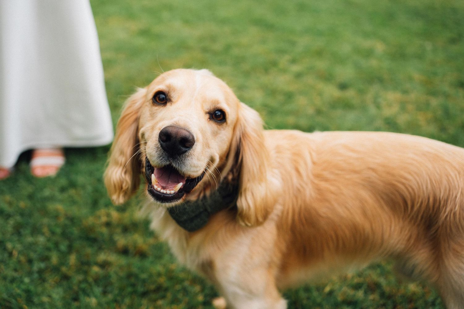 Happy golden retriever dogs playing and running on green grass during an outdoor event.