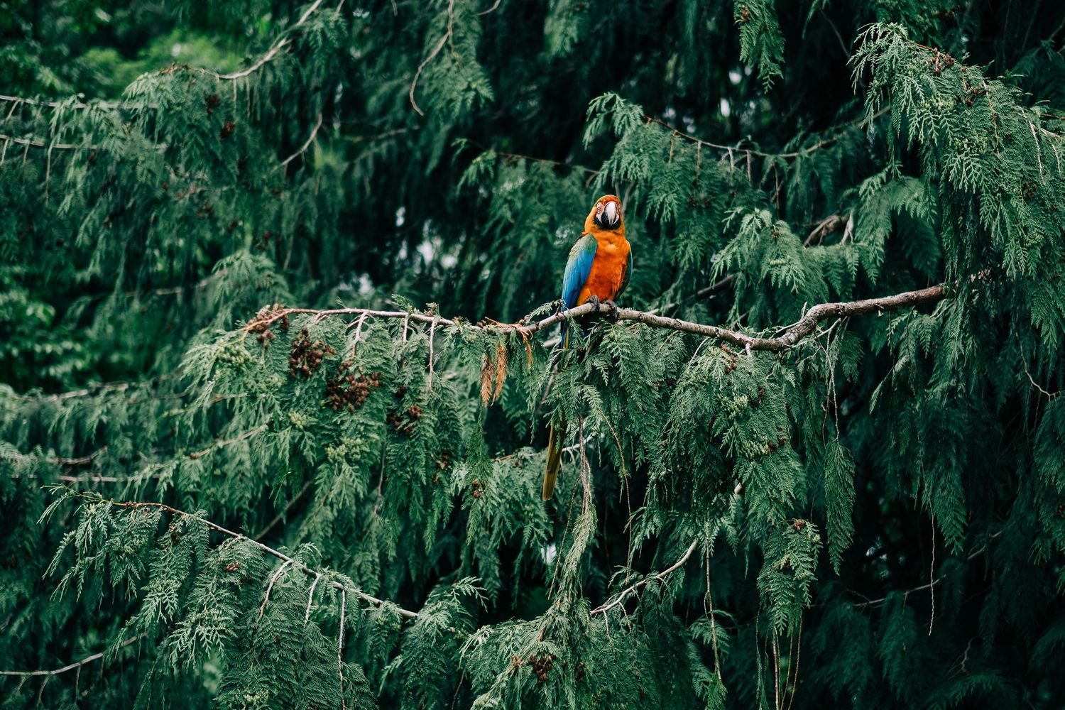 A vibrant orange kingfisher bird perches on a branch among evergreen pine needles.