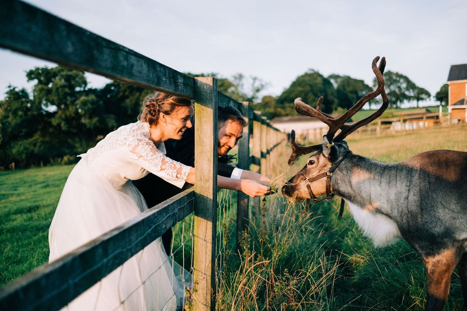 Couple interacting with friendly donkeys at a countryside wedding venue.