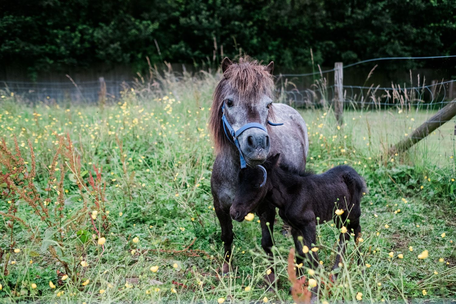 Horses grazing peacefully in a wildflower meadow next to a wooden fence.