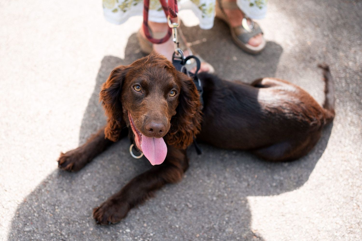 Chocolate brown Cocker Spaniel dog lying on pavement with tongue out, on a leash held by a person.