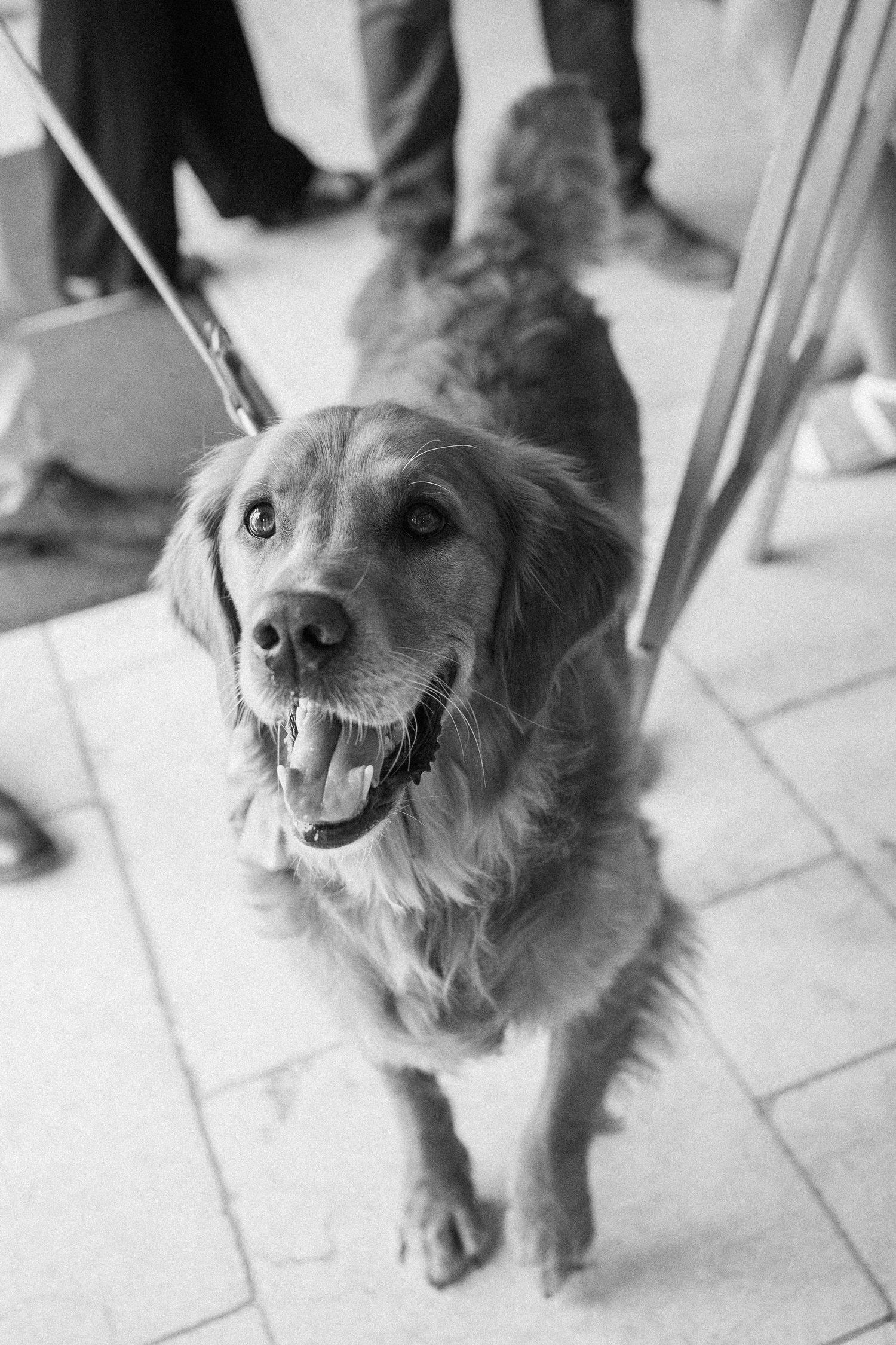 A happy Golden Retriever dog smiling on a leash indoors in a black and white photo.