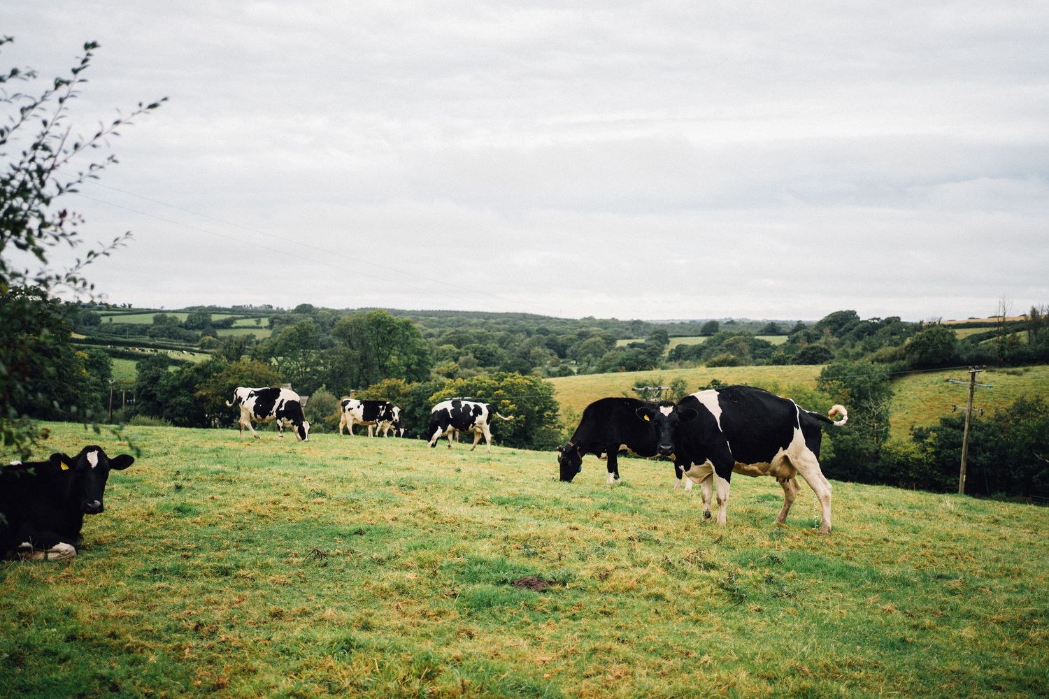 A panoramic view of green rolling hills with grazing cattle and farm fields stretching across the countryside.