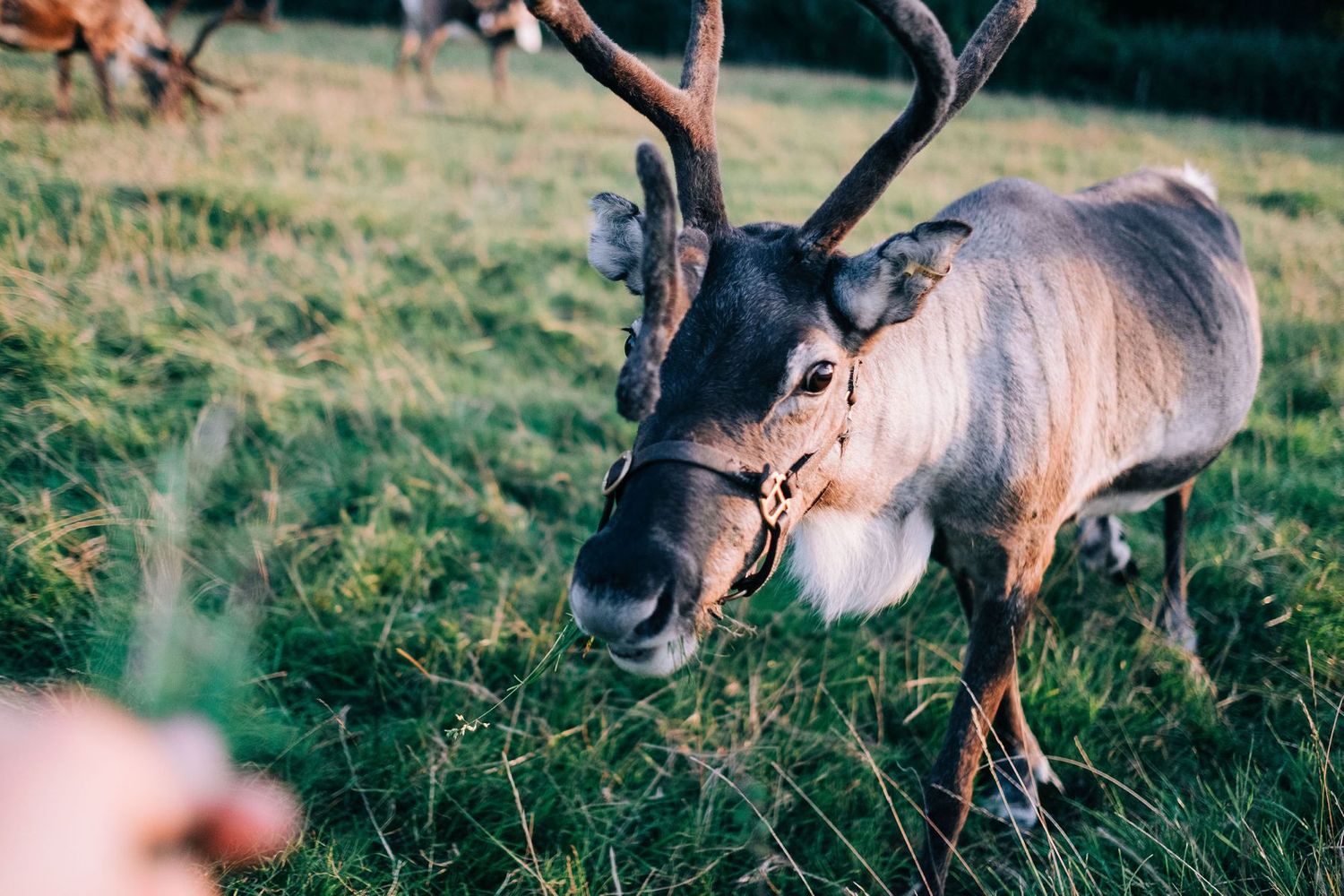 Close-up shots of reindeer grazing in green grass during golden hour.