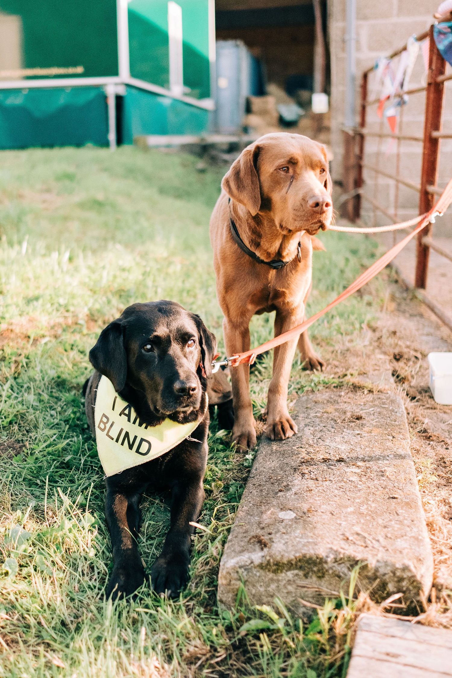 Three dogs wearing bandanas sit together on a grassy path.