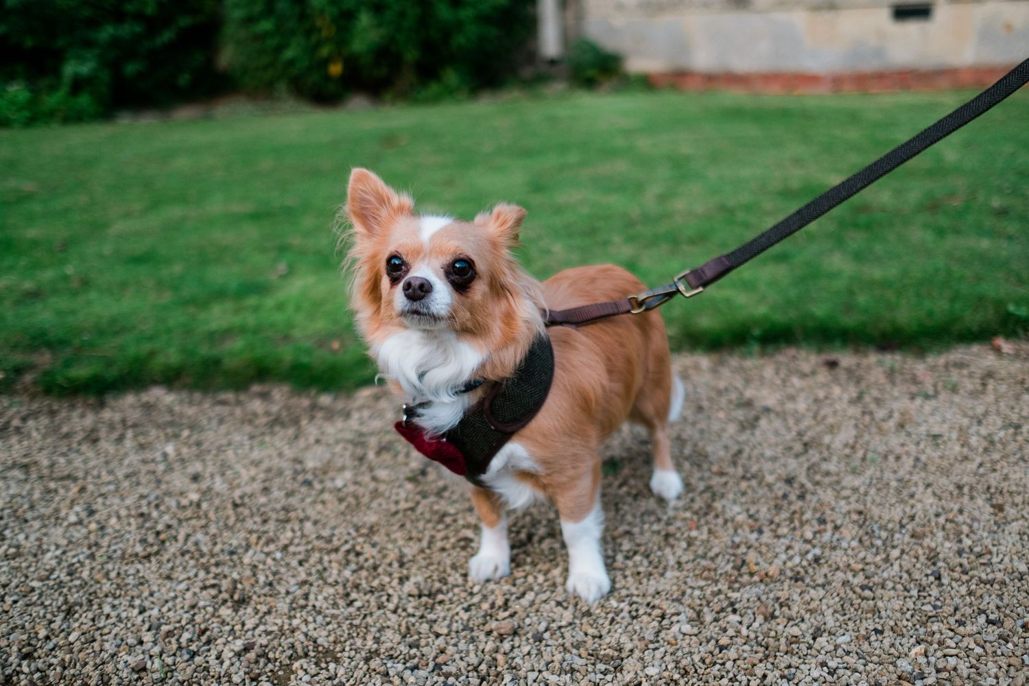 Corgi dog walks on gravel path near formal garden setting.