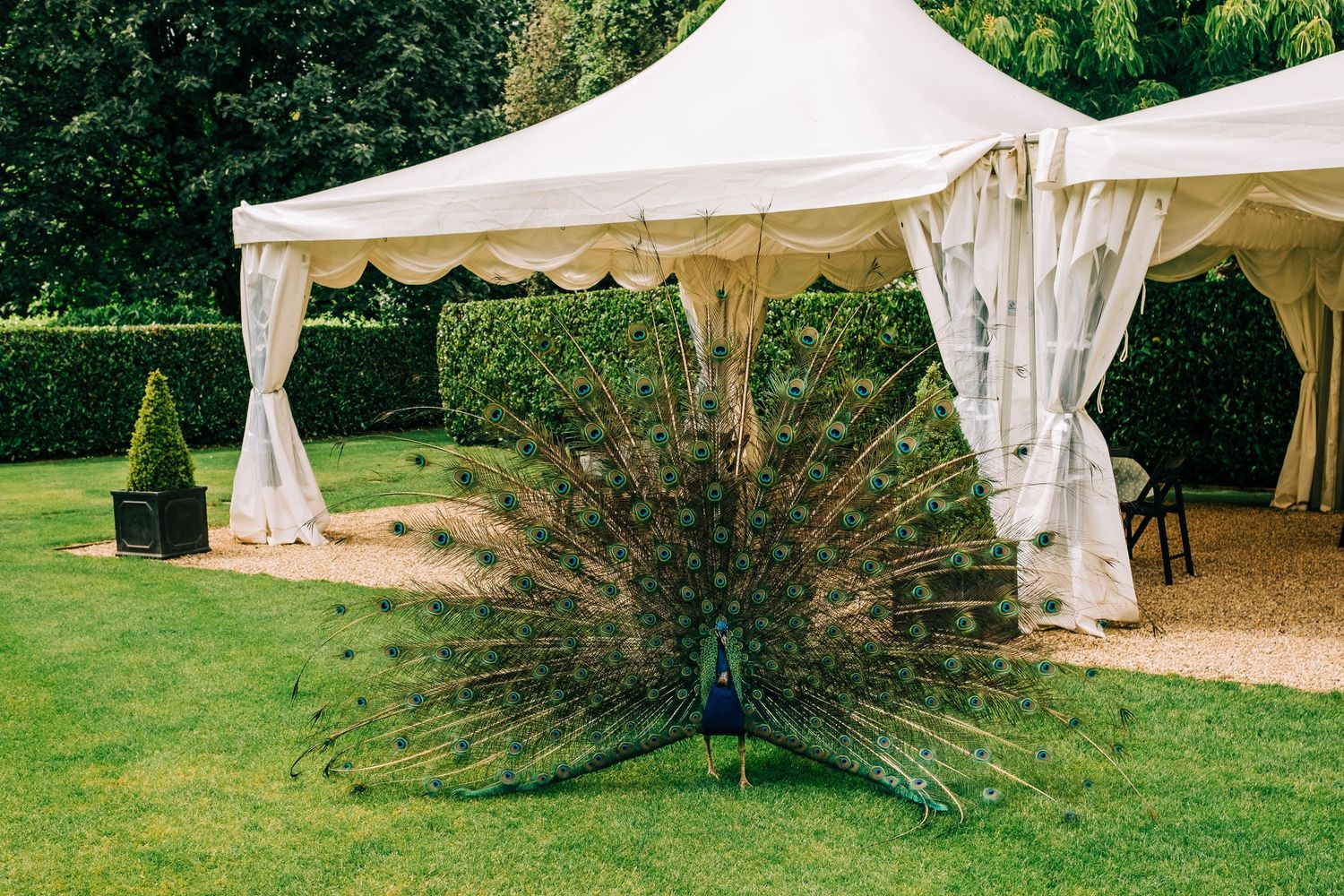 White wedding tents set up on a green lawn surrounded by trees.